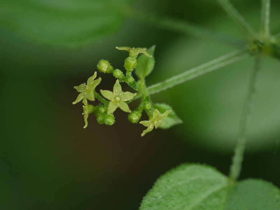Ảnh minh hoạ Thiến Thảo (Rubia cordifolia) 2