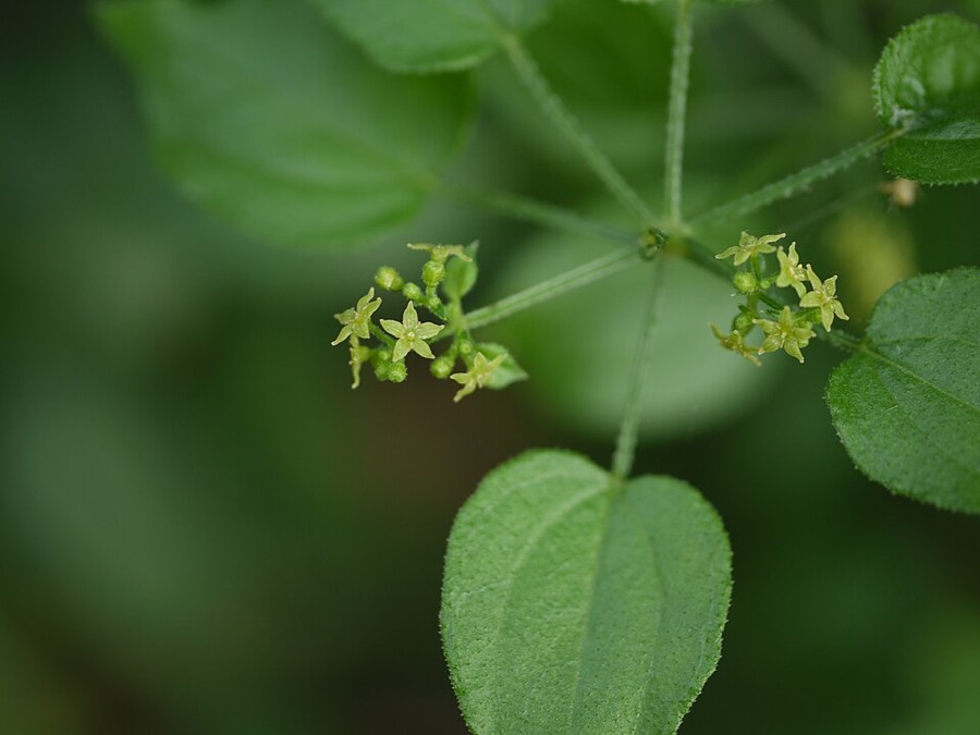 Ảnh minh hoạ Thiến Thảo (Rubia cordifolia) 3