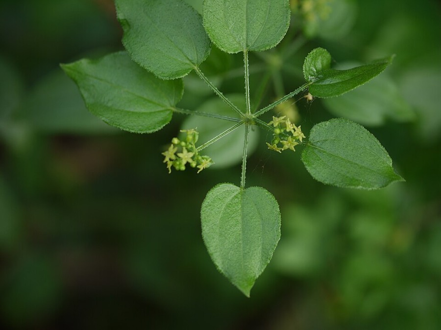 Ảnh minh hoạ Thiến Thảo (Rubia cordifolia) 4