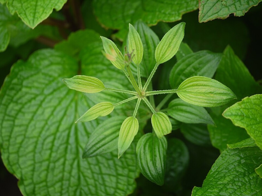 Ảnh minh hoạ Thiến Thảo (Rubia cordifolia) 5