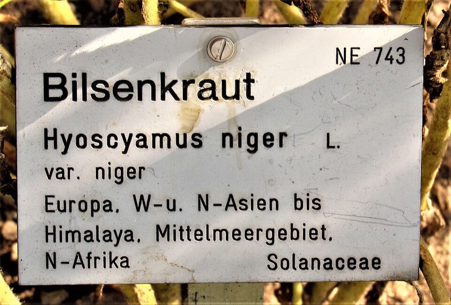 Ảnh minh hoạ Thiên Tiên Tử (Hyoscyamus niger) 5