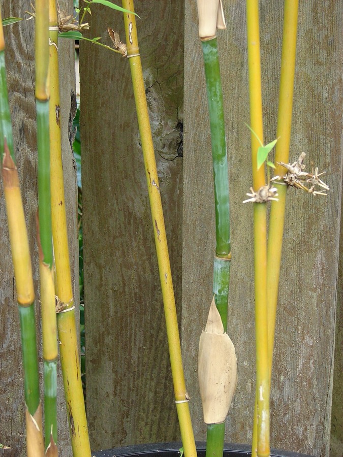 Ảnh minh hoạ Thiên Trúc Hoàng (Bambusa textilis) 4