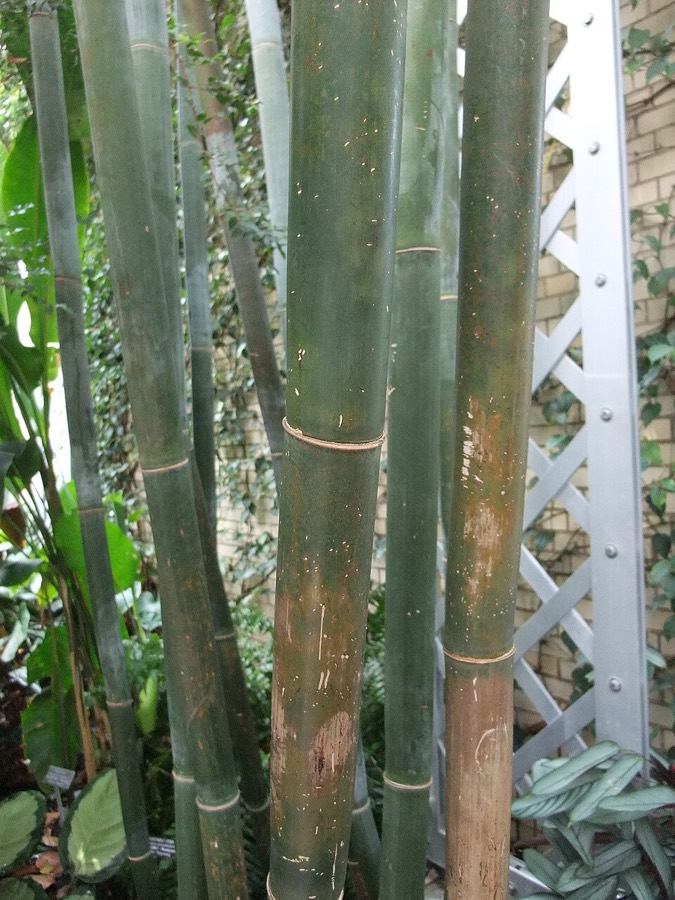 Ảnh minh hoạ Thiên Trúc Hoàng (Bambusa textilis) 5