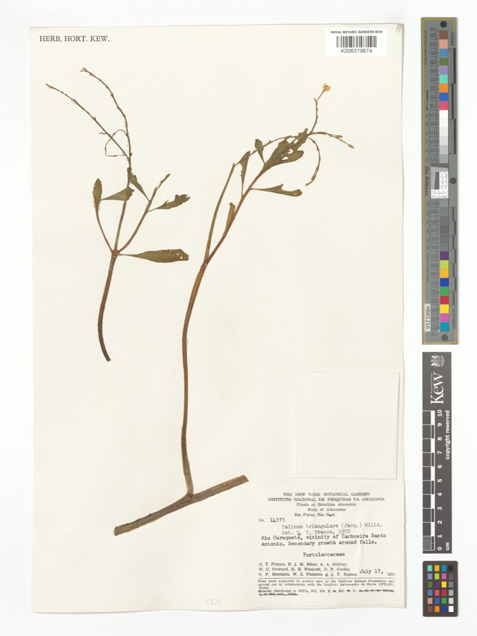 Ảnh minh hoạ Thổ Cao Ly Sâm (Talinum crassifolium) 4