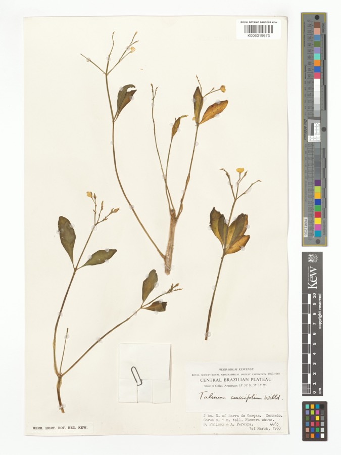 Ảnh minh hoạ Thổ Cao Ly Sâm (Talinum crassifolium) 5