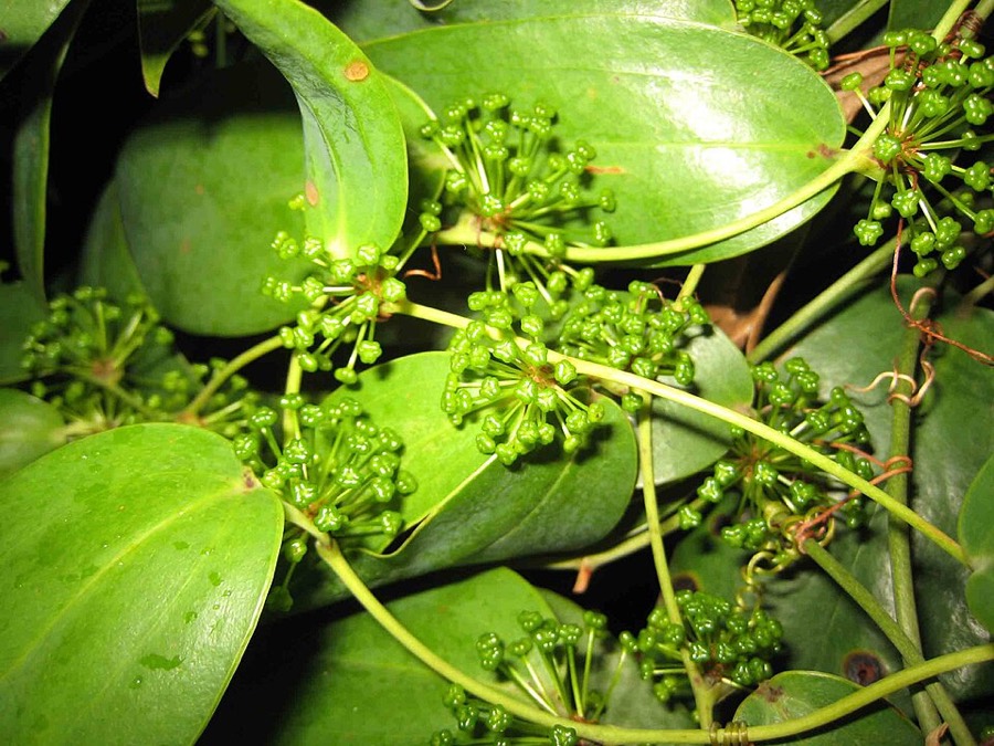 Ảnh minh hoạ Thổ Phục Linh (Smilax glabra) 2