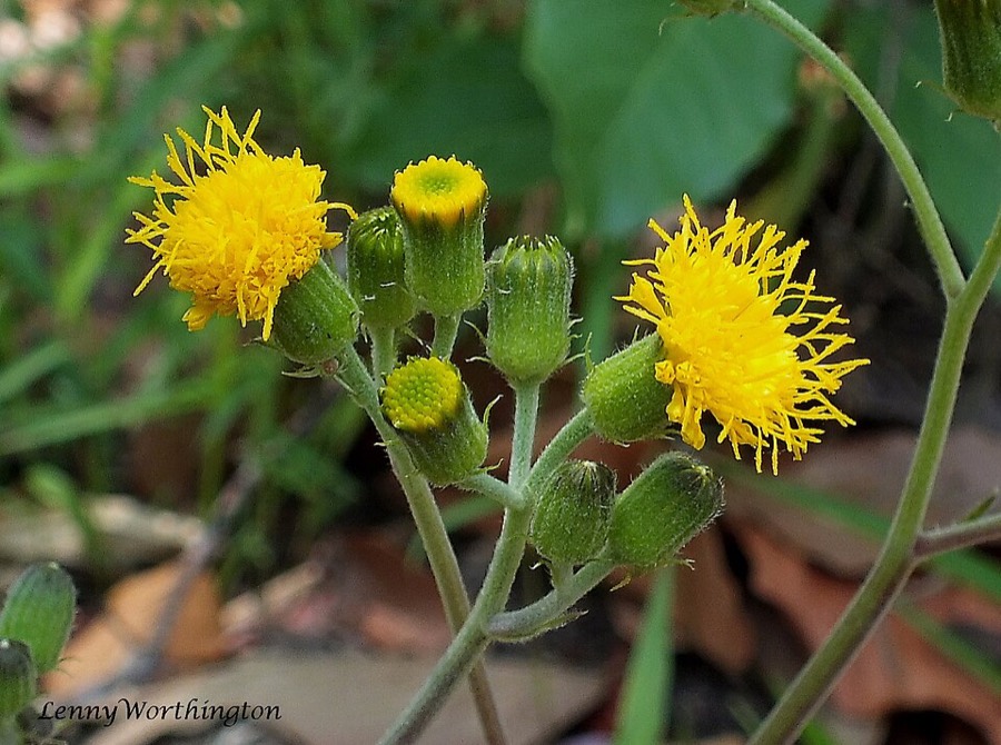 Ảnh minh hoạ Thổ Tam Thất (Gynura pseudochina) 1
