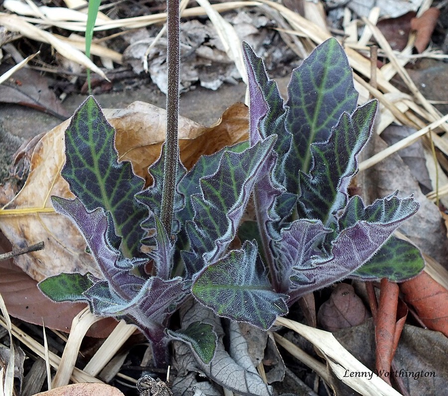Ảnh minh hoạ Thổ Tam Thất (Gynura pseudochina) 2