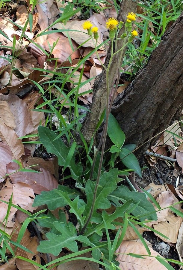 Ảnh minh hoạ Thổ Tam Thất (Gynura pseudochina) 3