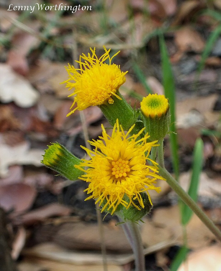 Ảnh minh hoạ Thổ Tam Thất (Gynura pseudochina) 4