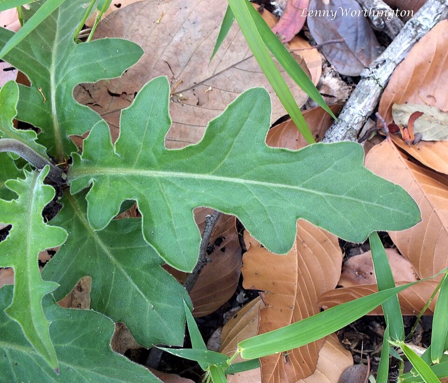 Ảnh minh hoạ Thổ Tam Thất (Gynura pseudochina) 5