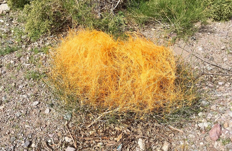 Ảnh minh hoạ Thỏ Ty Tử (Cuscuta sinensis) 4