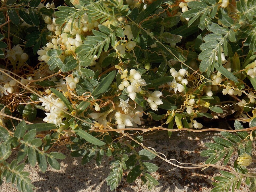 Ảnh minh hoạ Thỏ Ty Tử (Cuscuta sinensis) 5