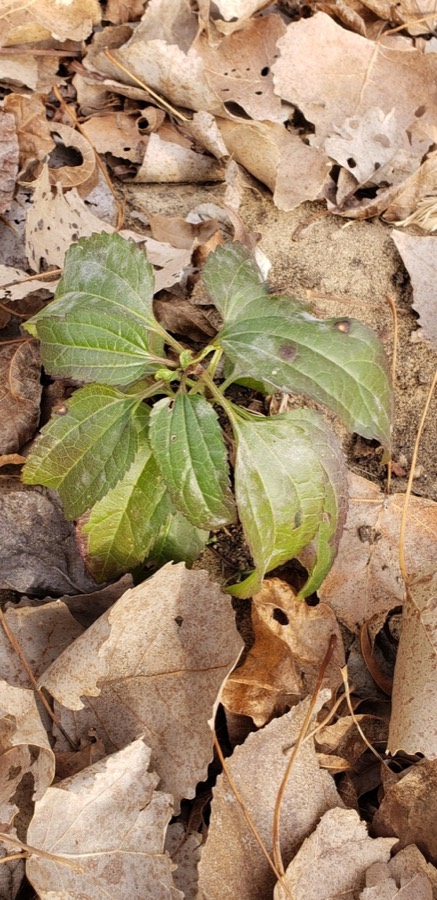 Ảnh minh hoạ Mần Tưới (Eupatorium staechadosmum) 4