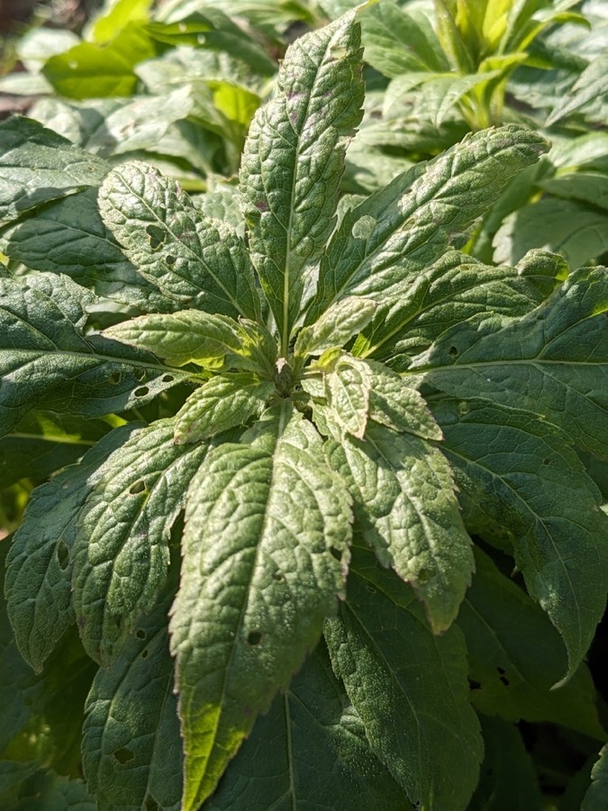 Ảnh minh hoạ Mần Tưới (Eupatorium staechadosmum) 5