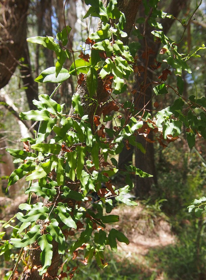 Ảnh minh hoạ Thòng Bong (Lygodium flexuosum) 4
