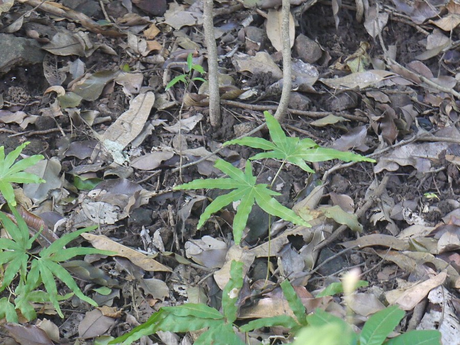 Ảnh minh hoạ Thòng Bong (Lygodium flexuosum) 5