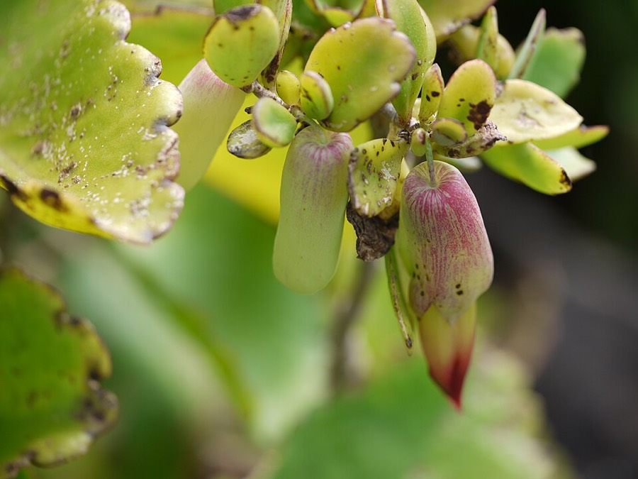 Ảnh minh hoạ Thuốc Bỏng (Kalanchoe pinnata) 4