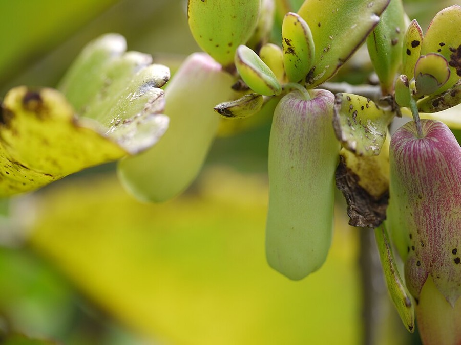 Ảnh minh hoạ Thuốc Bỏng (Kalanchoe pinnata) 5