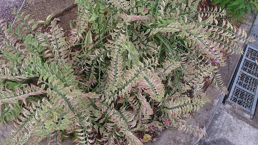 Ảnh minh hoạ Thuốc Giấu (Euphorbia tithymaloides) 4