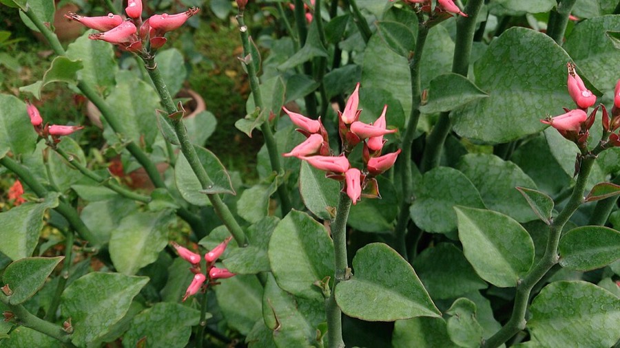 Ảnh minh hoạ Thuốc Giấu (Euphorbia tithymaloides) 5