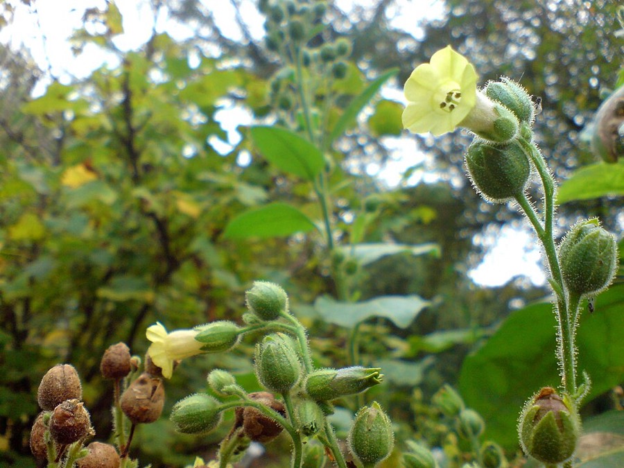 Ảnh minh hoạ Thuốc Lá (Nicotiana tabacum) 4
