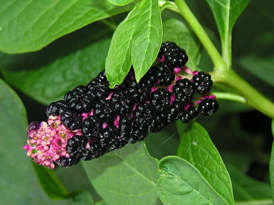 Ảnh minh hoạ Thương Lục (Phytolacca esculenta) 1