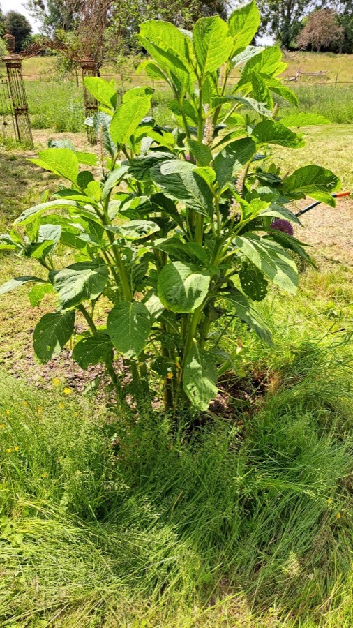Ảnh minh hoạ Thương Lục (Phytolacca esculenta) 2
