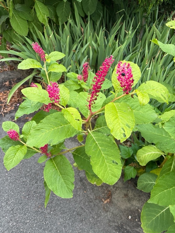 Ảnh minh hoạ Thương Lục (Phytolacca esculenta) 3