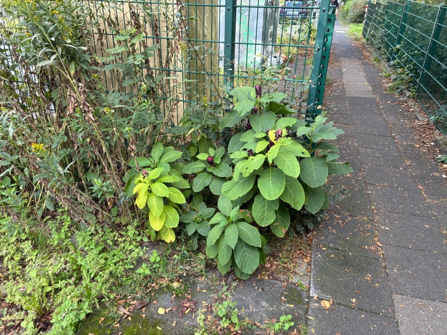 Ảnh minh hoạ Thương Lục (Phytolacca esculenta) 4