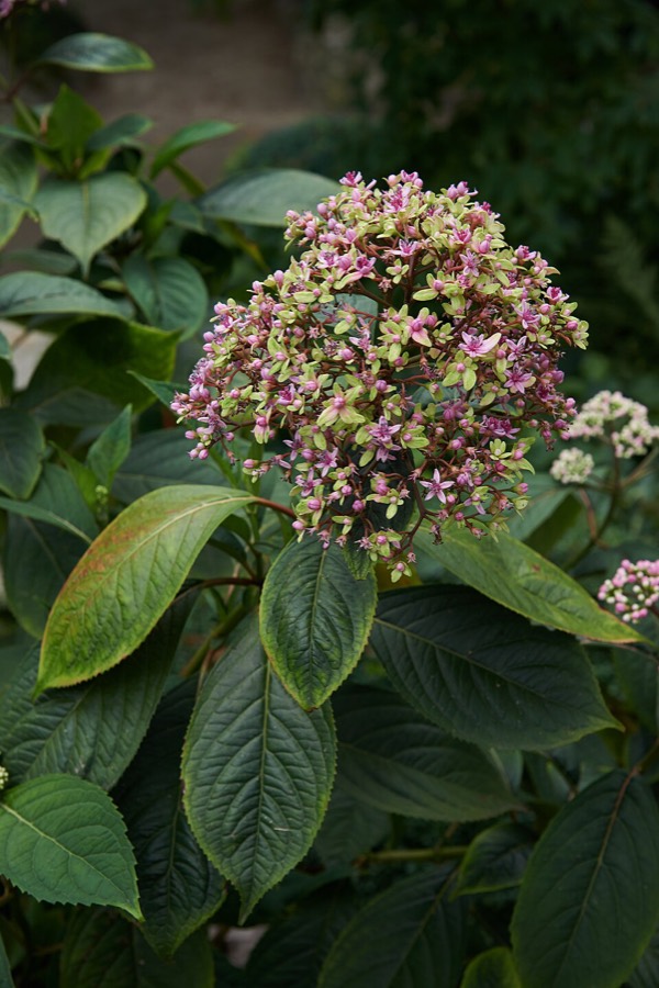 Ảnh minh hoạ Thường Sơn (Dichroa febrifuga) 1