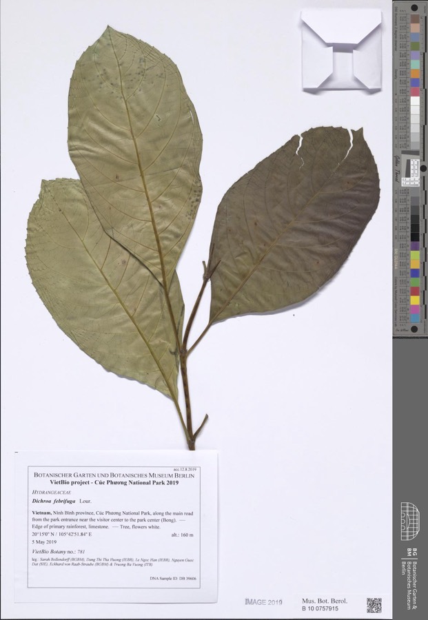 Ảnh minh hoạ Thường Sơn (Dichroa febrifuga) 2