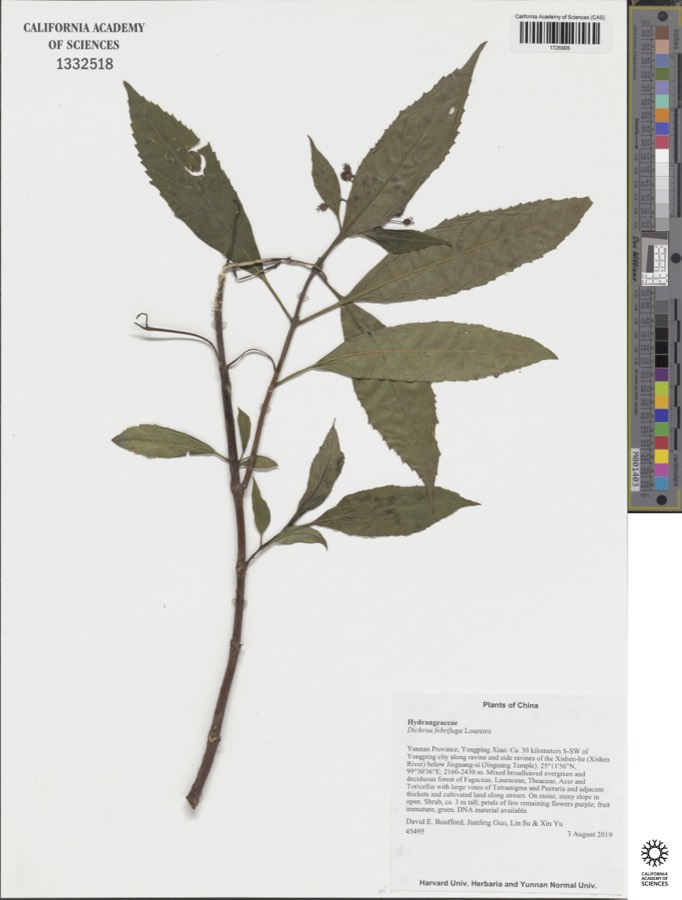 Ảnh minh hoạ Thường Sơn (Dichroa febrifuga) 3