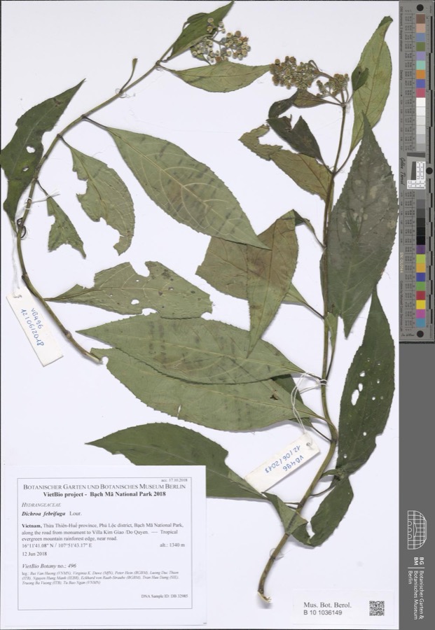 Ảnh minh hoạ Thường Sơn (Dichroa febrifuga) 4