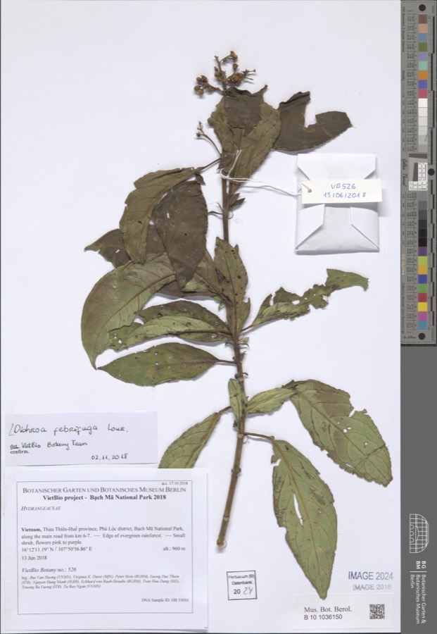 Ảnh minh hoạ Thường Sơn (Dichroa febrifuga) 5