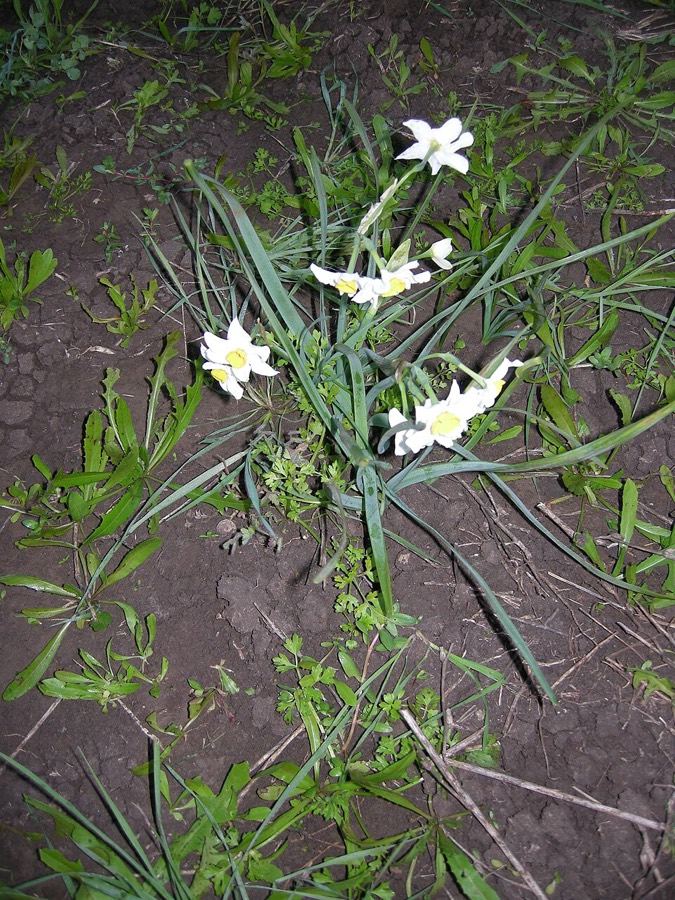 Ảnh minh hoạ Thủy Tiên (Narcissus tazetta) 4