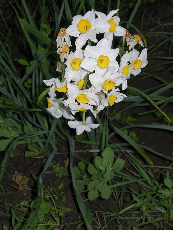 Ảnh minh hoạ Thủy Tiên (Narcissus tazetta) 5