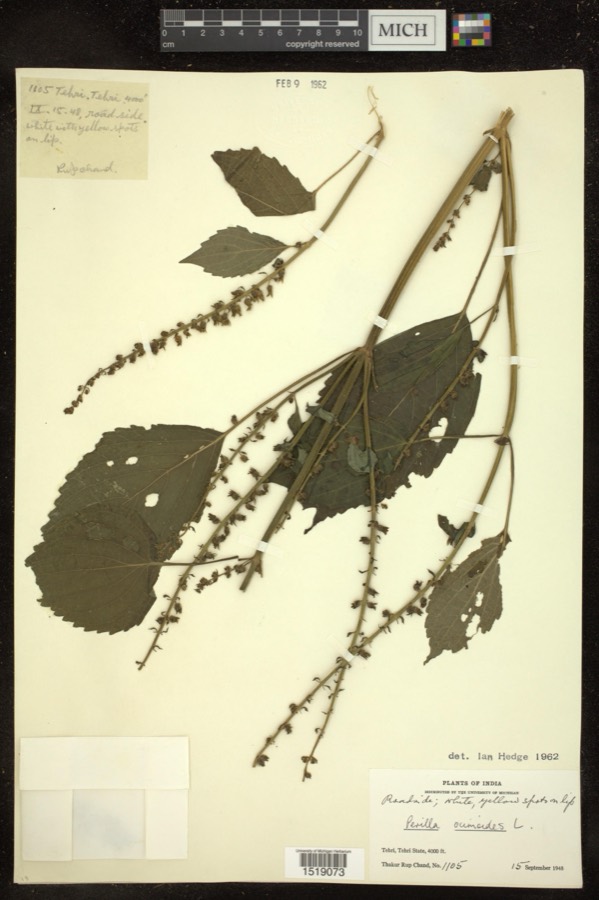 Ảnh minh hoạ Tía Tô (Perilla ocymoides) 4