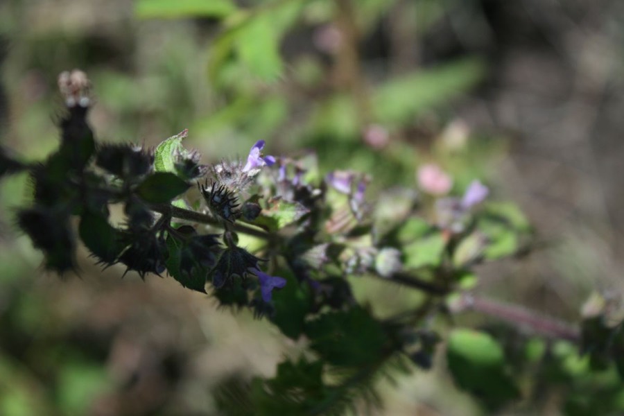 Ảnh minh hoạ Tía Tô Dại (Hyptis suaveolens) 4