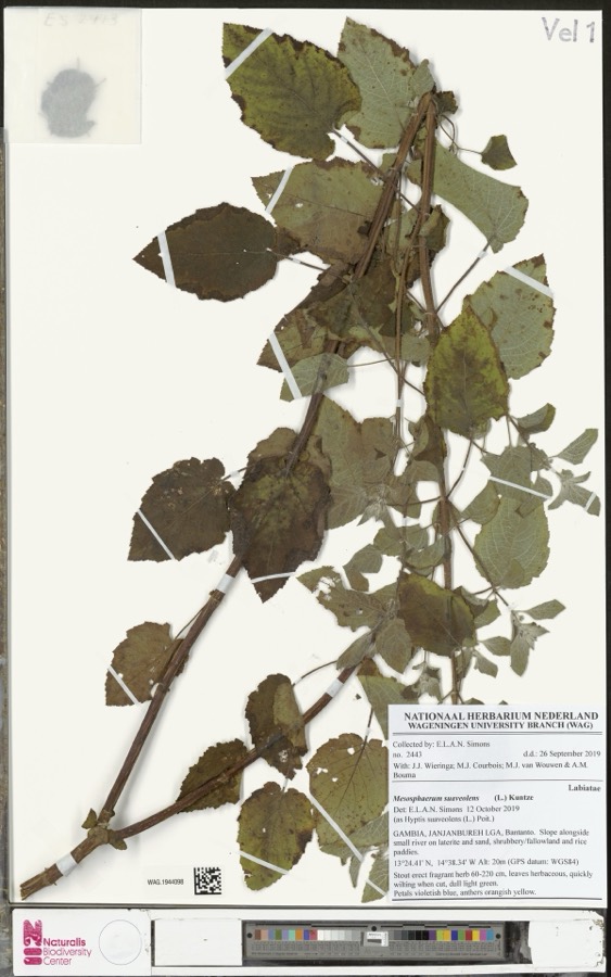 Ảnh minh hoạ Tía Tô Dại (Hyptis suaveolens) 5