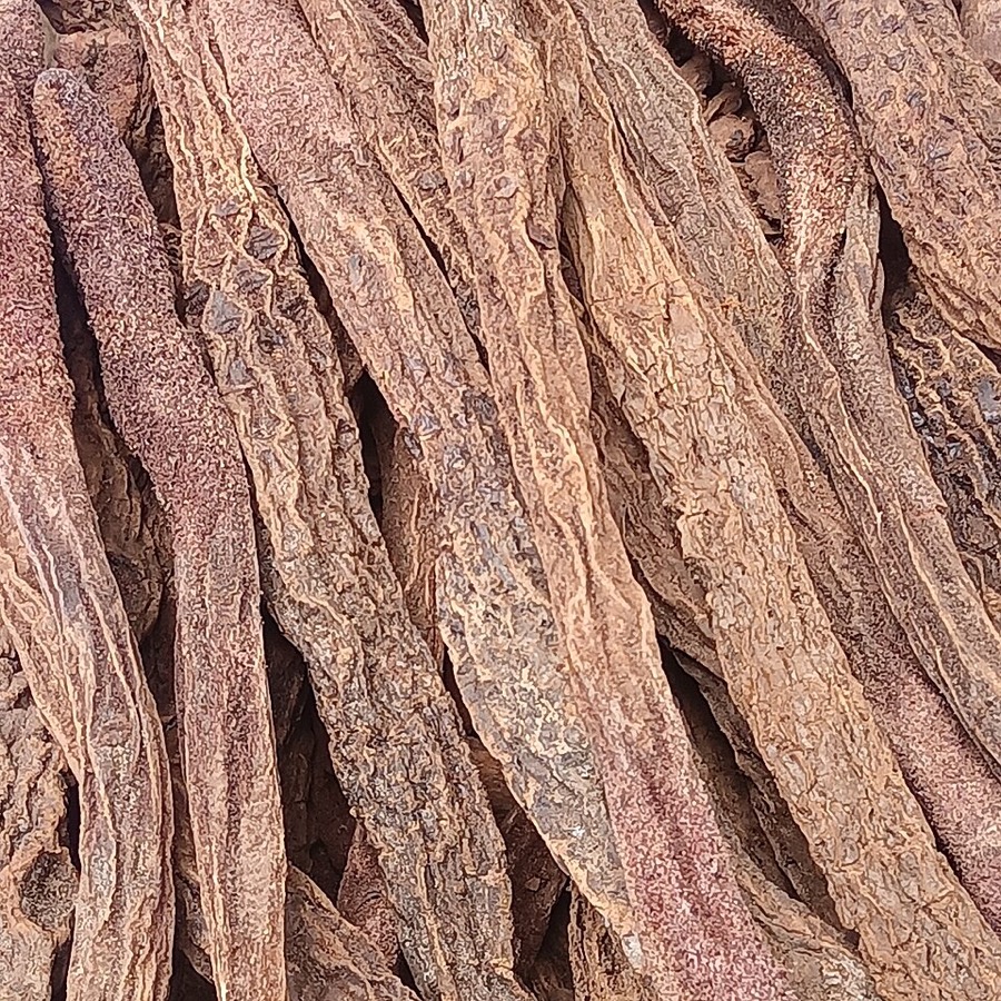 Ảnh minh hoạ Tích Dương (Cynomorium songaricum) 3