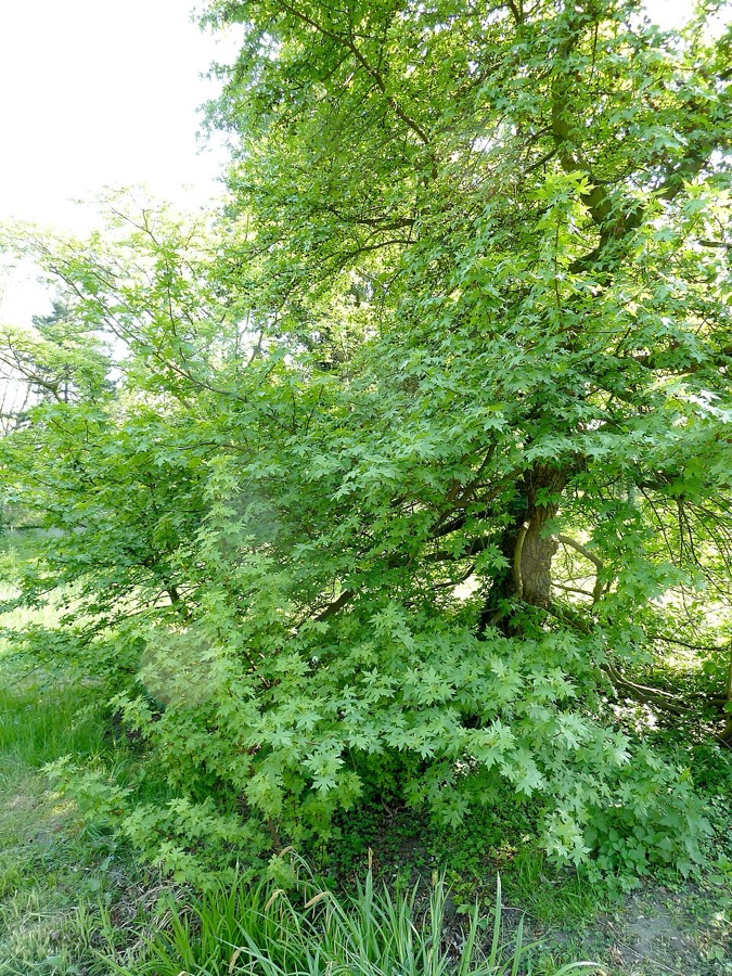 Ảnh minh hoạ Tô Hạp Hương (Liquidambar orientalis) 2