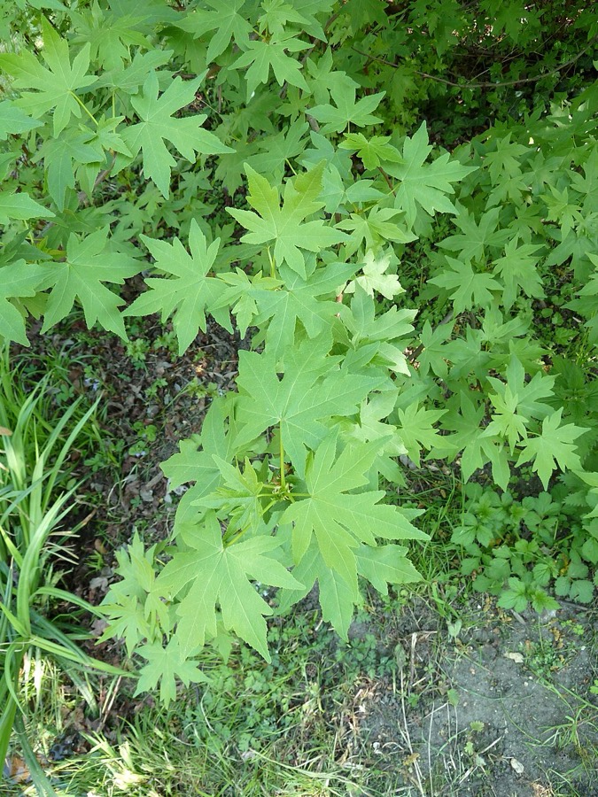 Ảnh minh hoạ Tô Hạp Hương (Liquidambar orientalis) 3