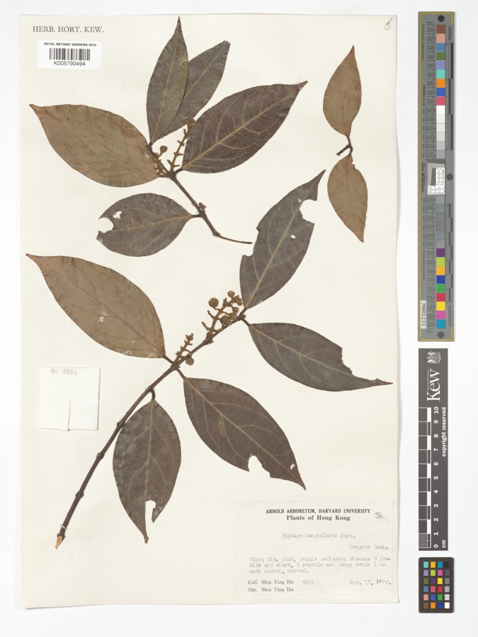 Ảnh minh hoạ Tơ Mành (Hiptage madablota) 4