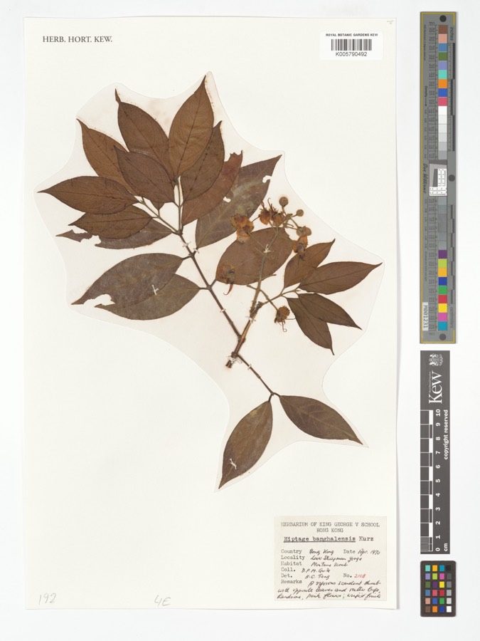 Ảnh minh hoạ Tơ Mành (Hiptage madablota) 5
