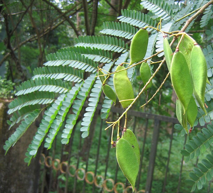 Ảnh minh hoạ Tô Mộc (Caesalpinia sappan) 1