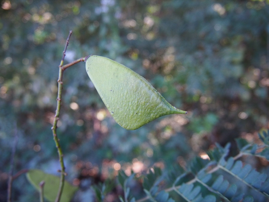 Ảnh minh hoạ Tô Mộc (Caesalpinia sappan) 3