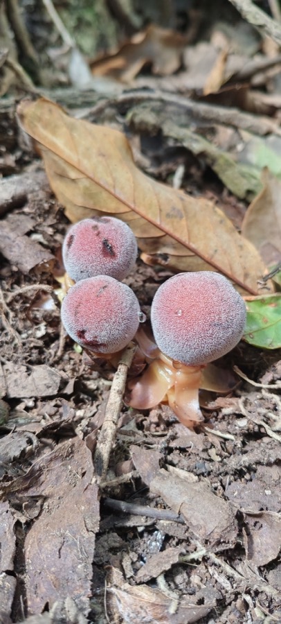 Ảnh minh hoạ Tỏa Dương (Balanophora fungosa) 4