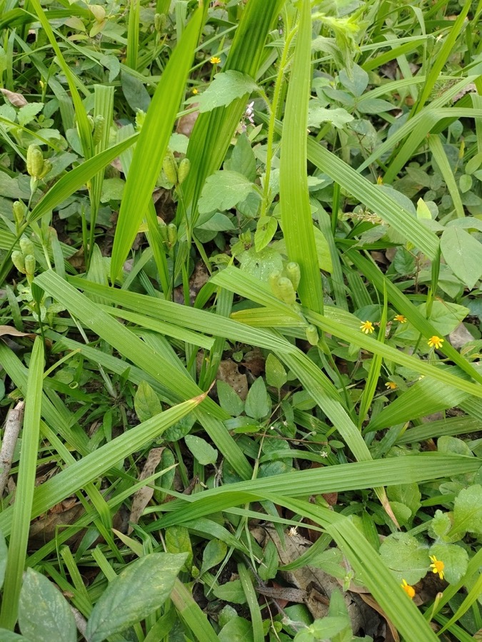 Ảnh minh hoạ Tỏi Đỏ (Eleutherine subaphylla) 5