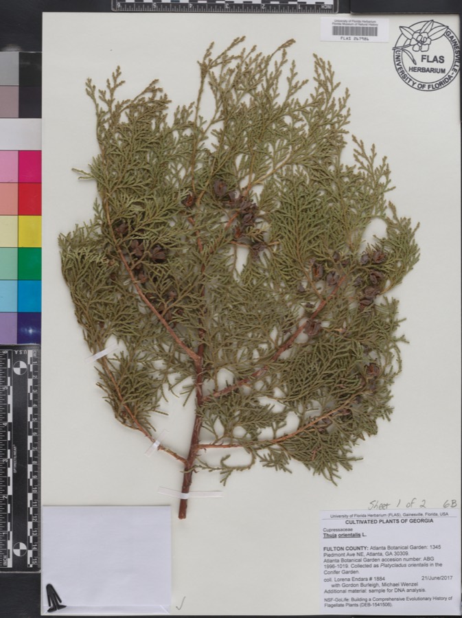 Ảnh minh hoạ Trắc Bách Diệp (Thuja orientalis) 4